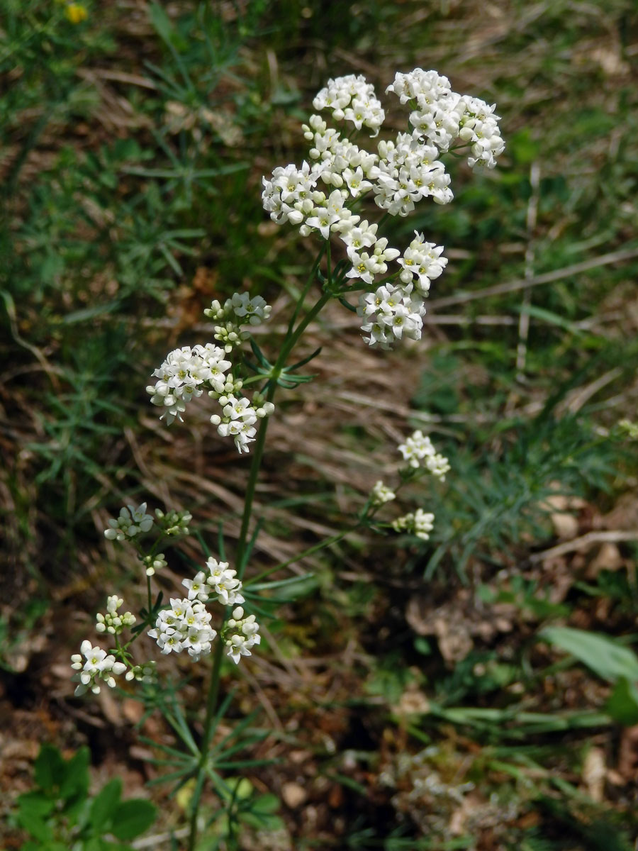 Svízel sivý (Galium glaucum L.)