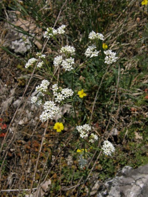 Svízel sivý (Galium glaucum L.)