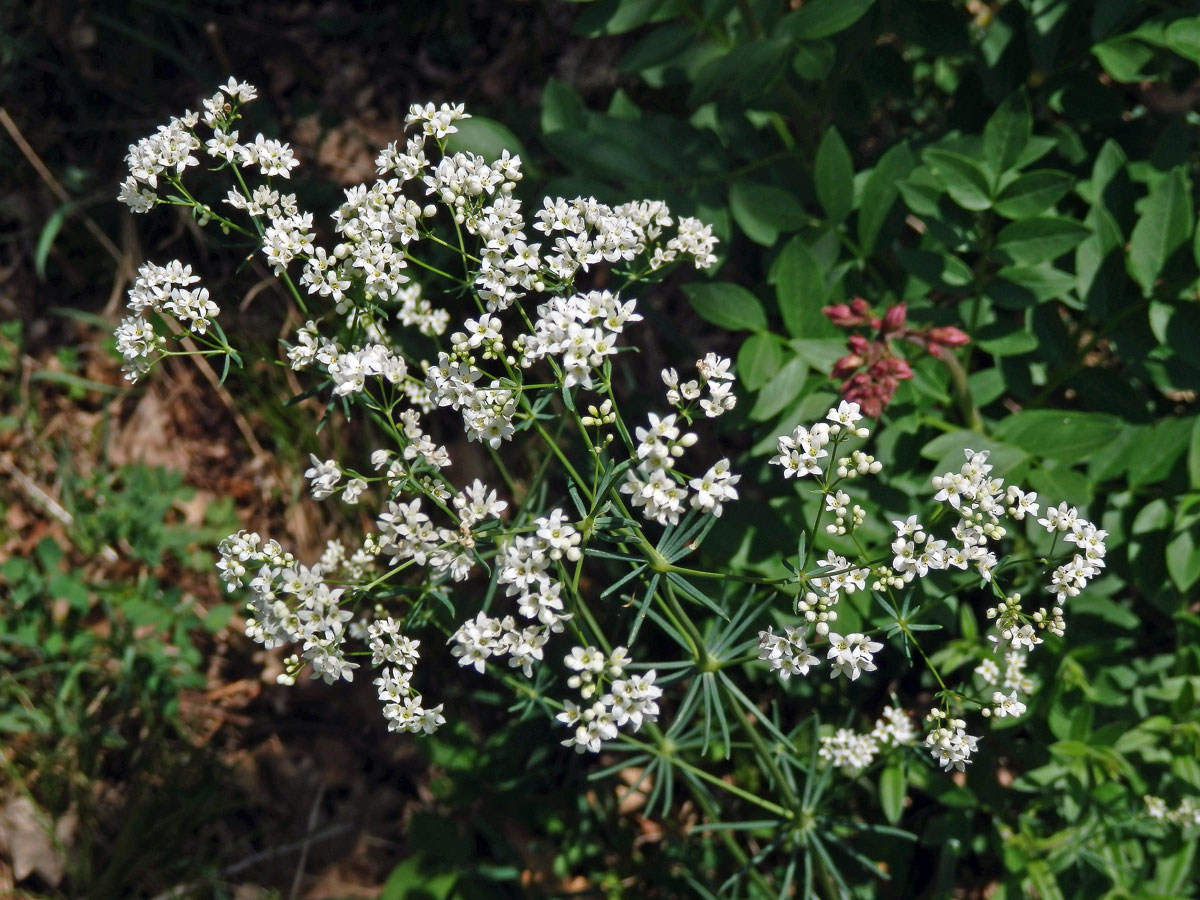 Svízel sivý (Galium glaucum L.)