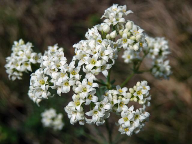 Svízel sivý (Galium glaucum L.)