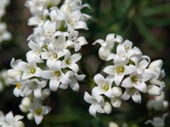 Svízel sivý (Galium glaucum L.)