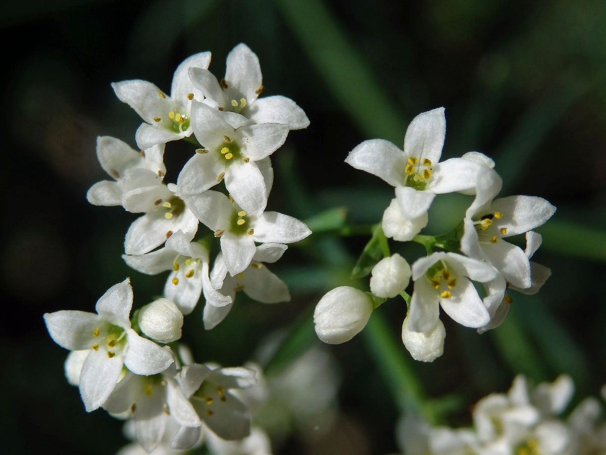 Svízel sivý (Galium glaucum L.)