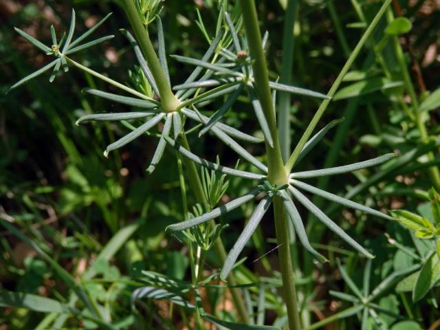 Svízel sivý (Galium glaucum L.)