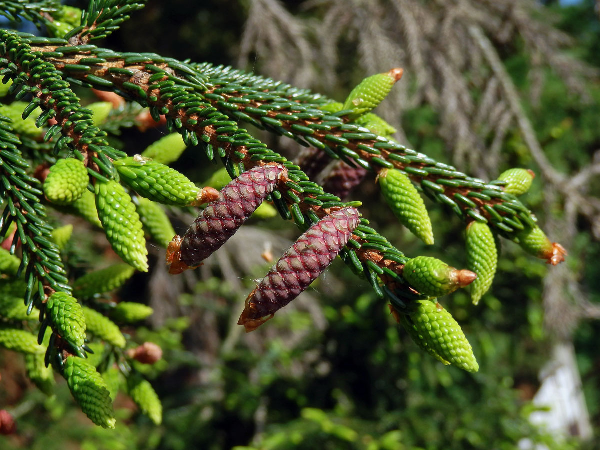 Smrk východní (Picea oreintalis (L.) Link)