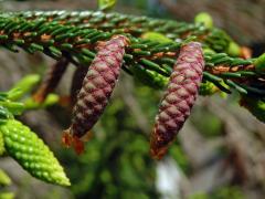 Smrk východní (Picea oreintalis (L.) Link)