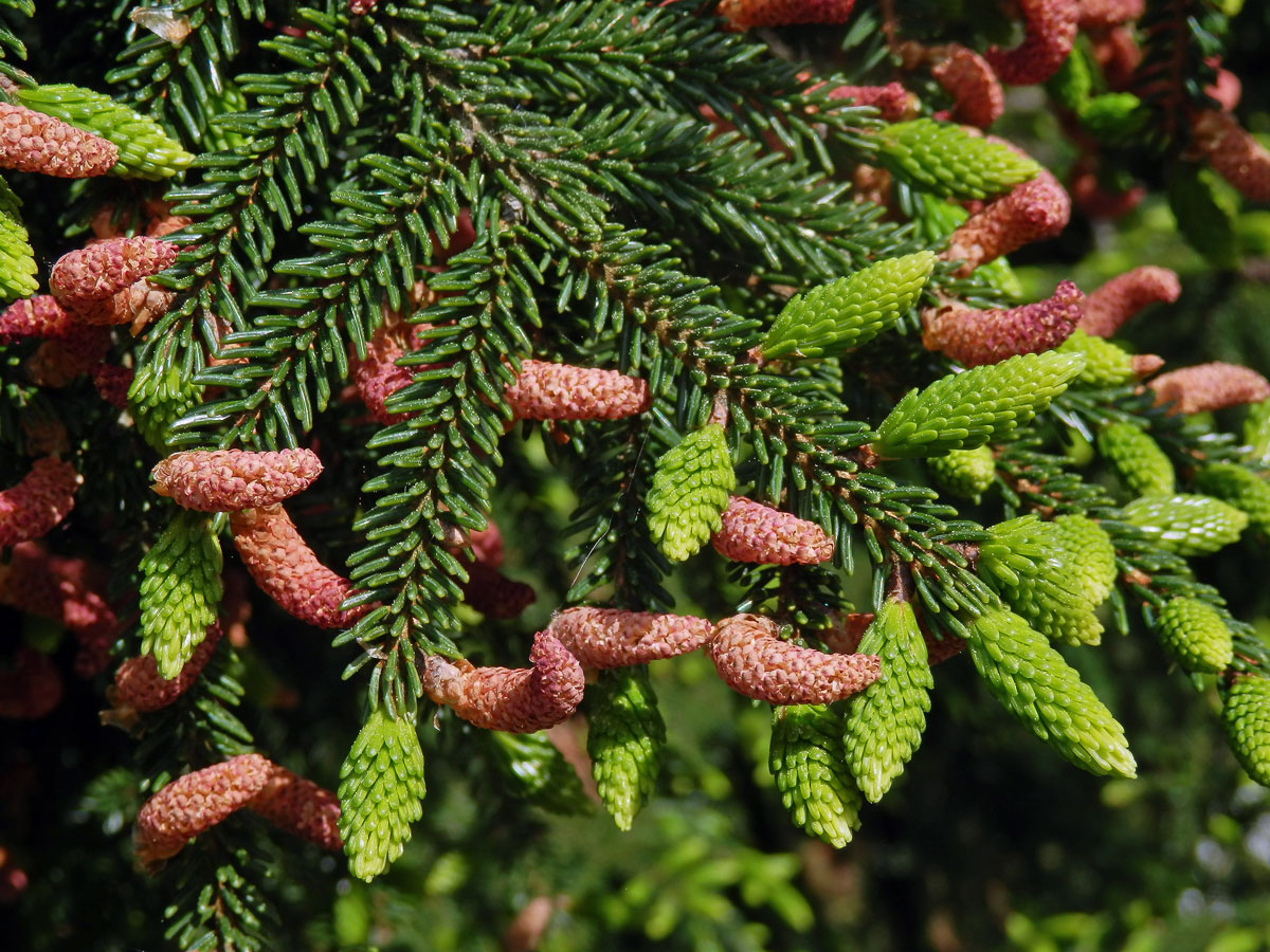 Smrk východní (Picea oreintalis (L.) Link)