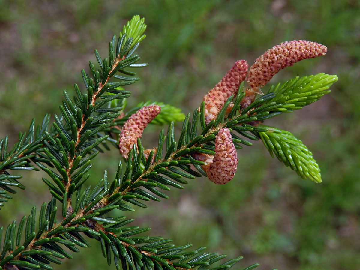 Smrk východní (Picea oreintalis (L.) Link)