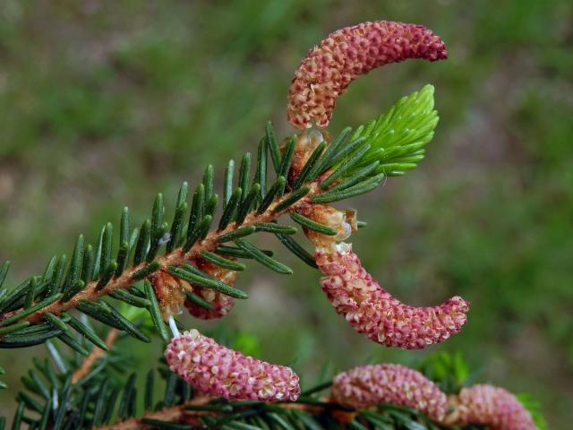 Smrk východní (Picea oreintalis (L.) Link)