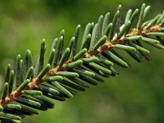 Smrk východní (Picea oreintalis (L.) Link)