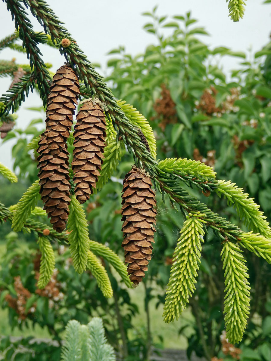 Smrk východní (Picea oreintalis (L.) Link)