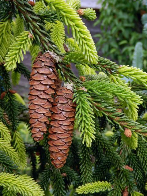 Smrk východní (Picea oreintalis (L.) Link)