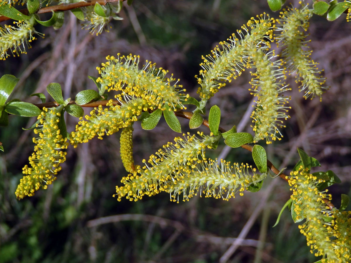 Vrba Matsudova (pekingská) (Salix matsudana Koidzumi tortuosa)