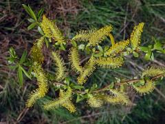 Vrba Matsudova (pekingská) (Salix matsudana Koidzumi tortuosa)