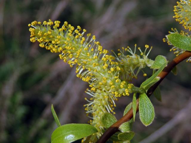 Vrba Matsudova (pekingská) (Salix matsudana Koidzumi tortuosa)