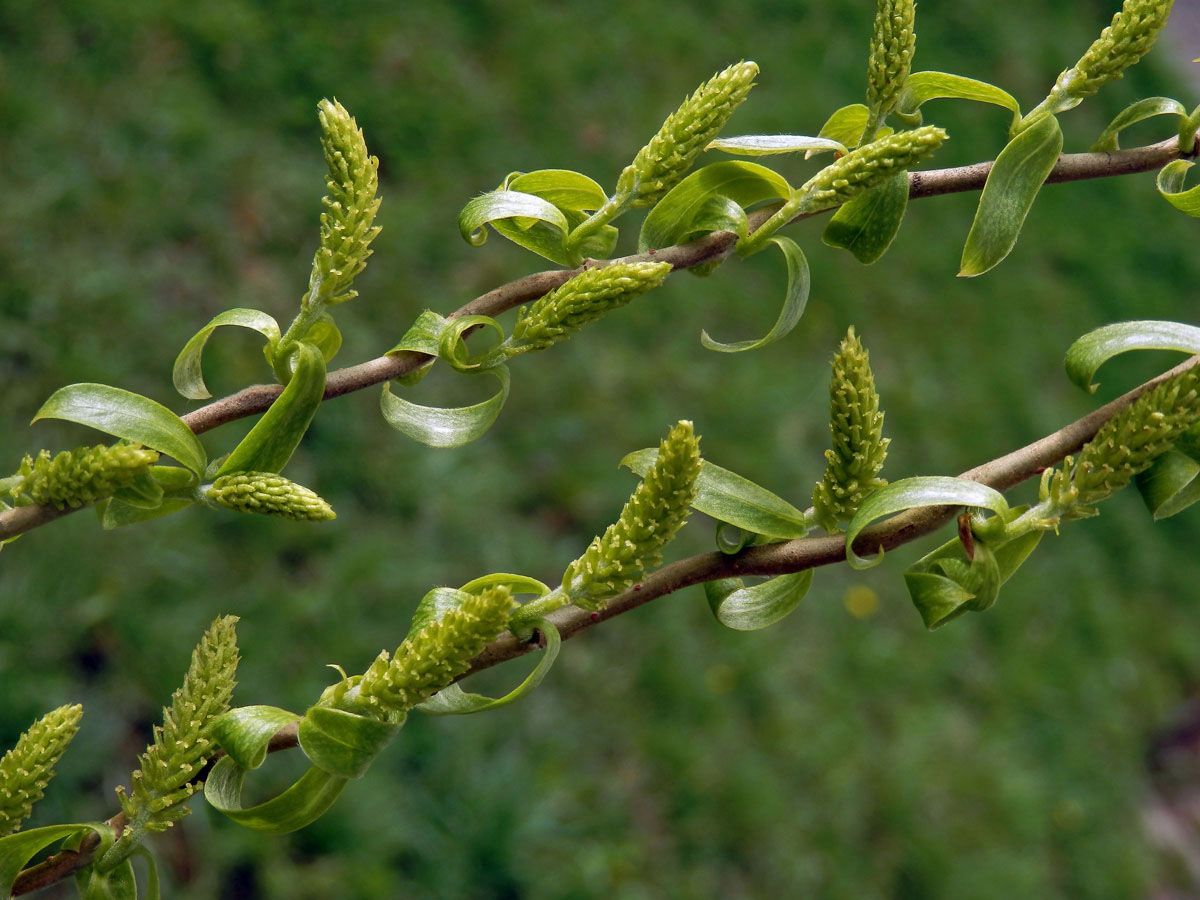 Vrba Matsudova (pekingská) (Salix matsudana Koidzumi tortuosa)