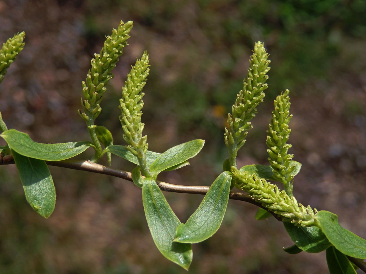 Vrba Matsudova (pekingská) (Salix matsudana Koidzumi tortuosa)