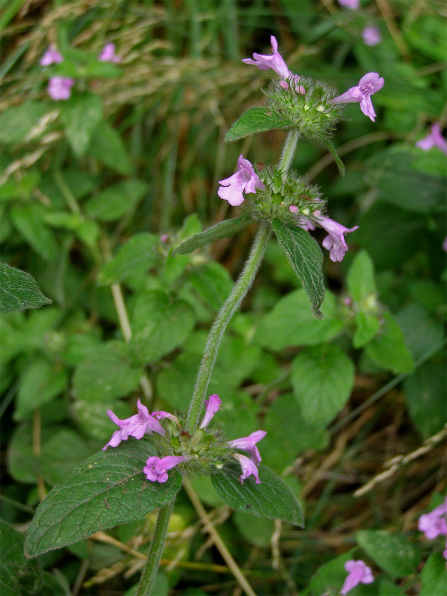 Klinopád obecný (Marulka klinopád) (Clinopodium vulgare L.)