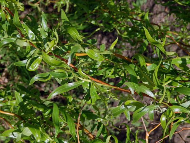 Vrba Matsudova (pekingská) (Salix matsudana Koidzumi tortuosa)