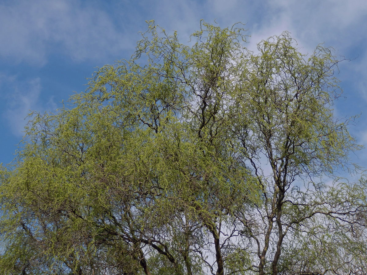 Vrba Matsudova (pekingská) (Salix matsudana Koidzumi tortuosa)