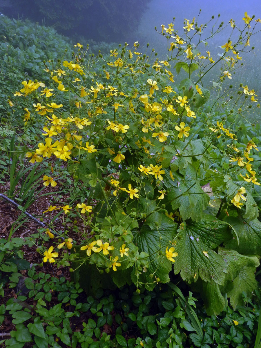 Pryskyřník (Ranunculus cortusifolius Willd.)