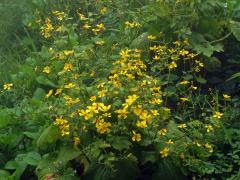 Pryskyřník (Ranunculus cortusifolius Willd.)