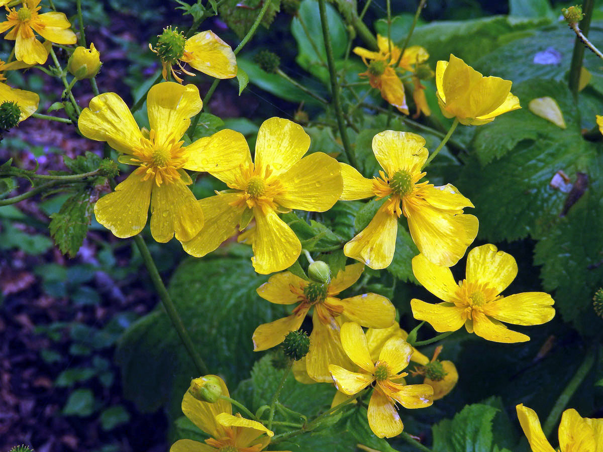 Pryskyřník (Ranunculus cortusifolius Willd.)