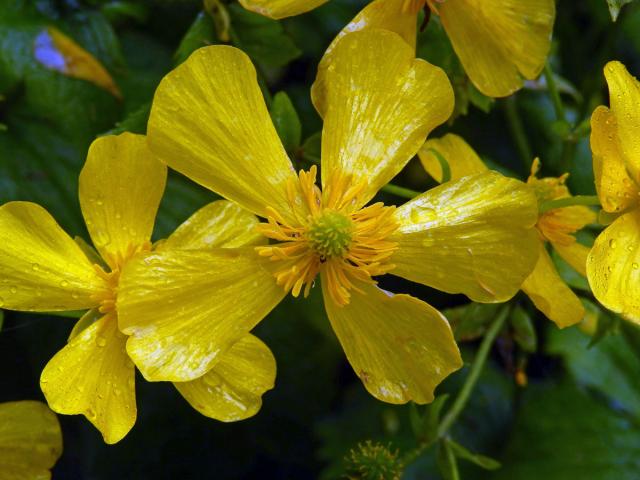 Pryskyřník (Ranunculus cortusifolius Willd.)