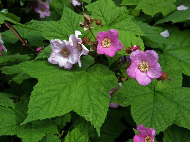 Ostružiník vonný (Rubus odoratus L.)