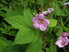 Ostružiník vonný (Rubus odoratus L.)