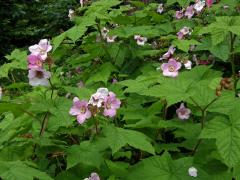 Ostružiník vonný (Rubus odoratus L.)