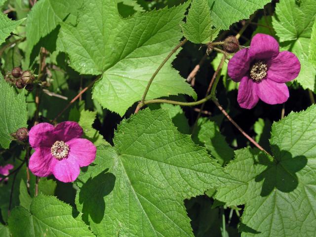 Ostružiník vonný (Rubus odoratus L.)