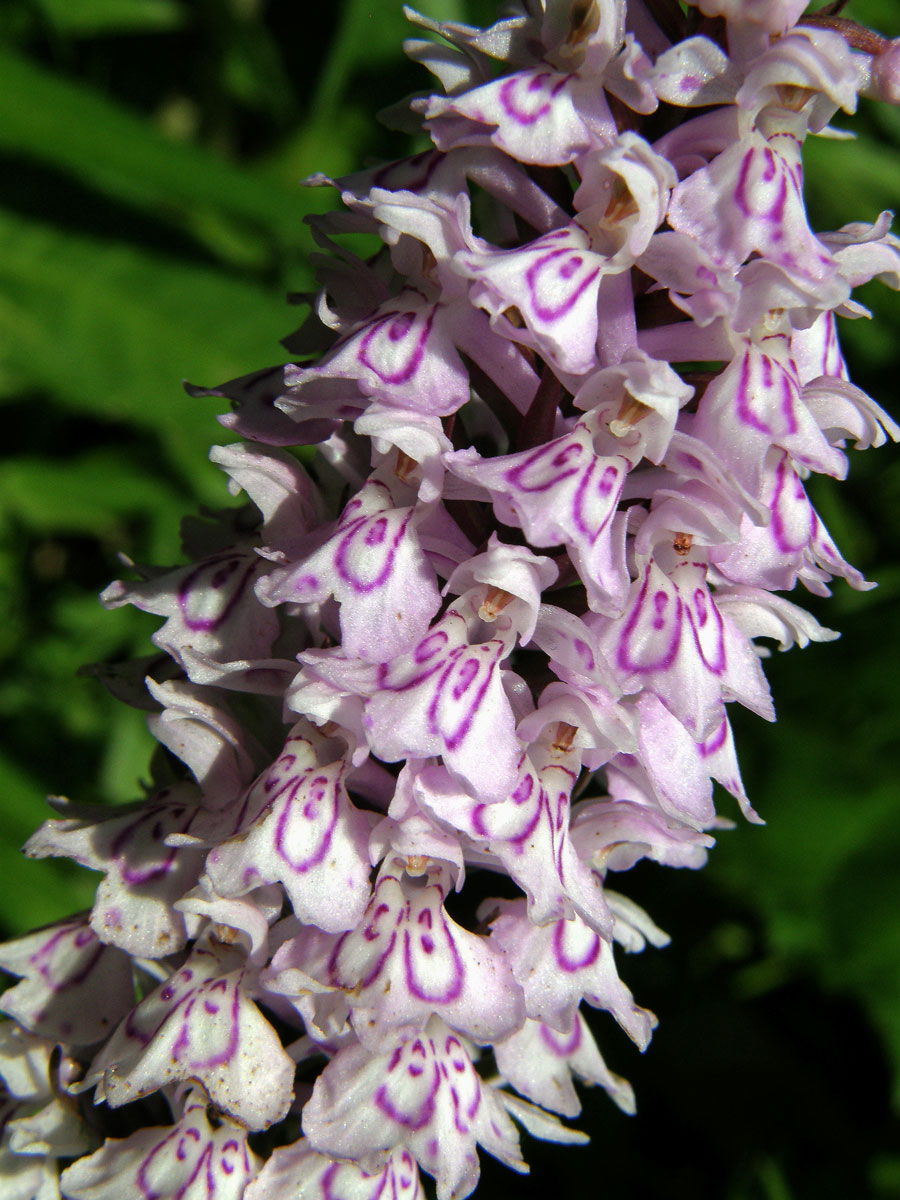 Prstnatec Fuchsův (Dactylorhiza fuchsii (Druce) Soó)