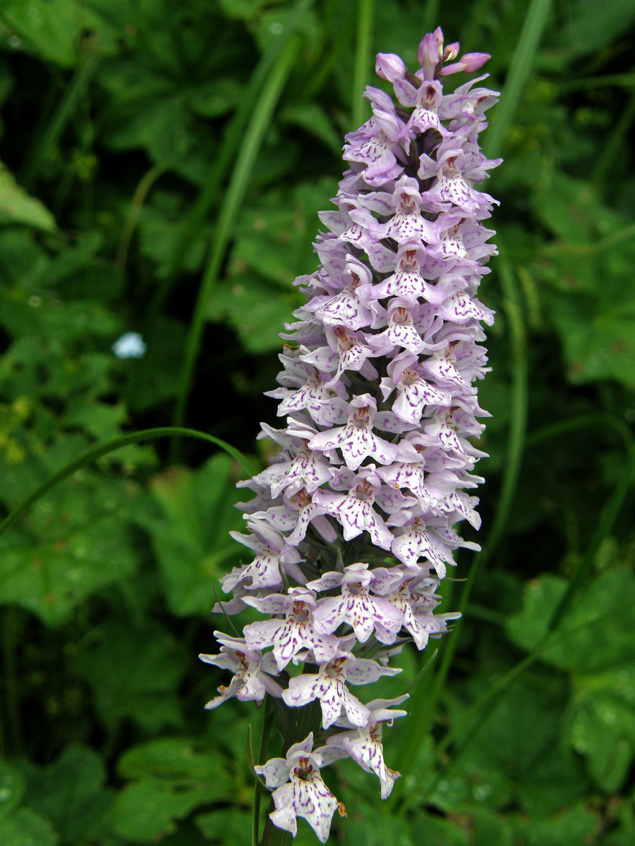 Prstnatec Fuchsův (Dactylorhiza fuchsii (Druce) Soó)