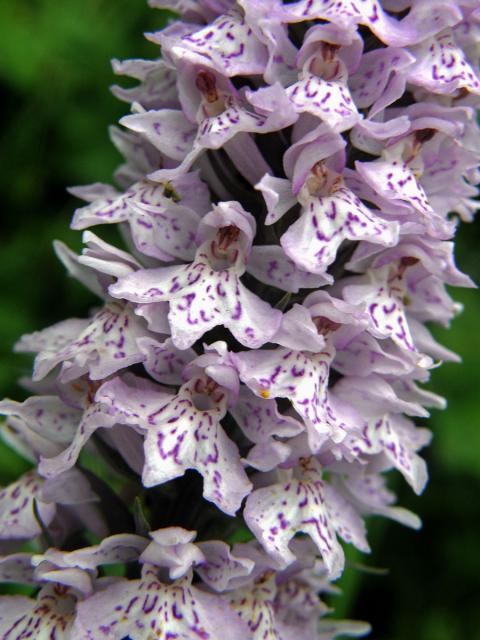 Prstnatec Fuchsův (Dactylorhiza fuchsii (Druce) Soó)