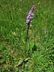 Prstnatec Fuchsův (Dactylorhiza fuchsii (Druce) Soó)