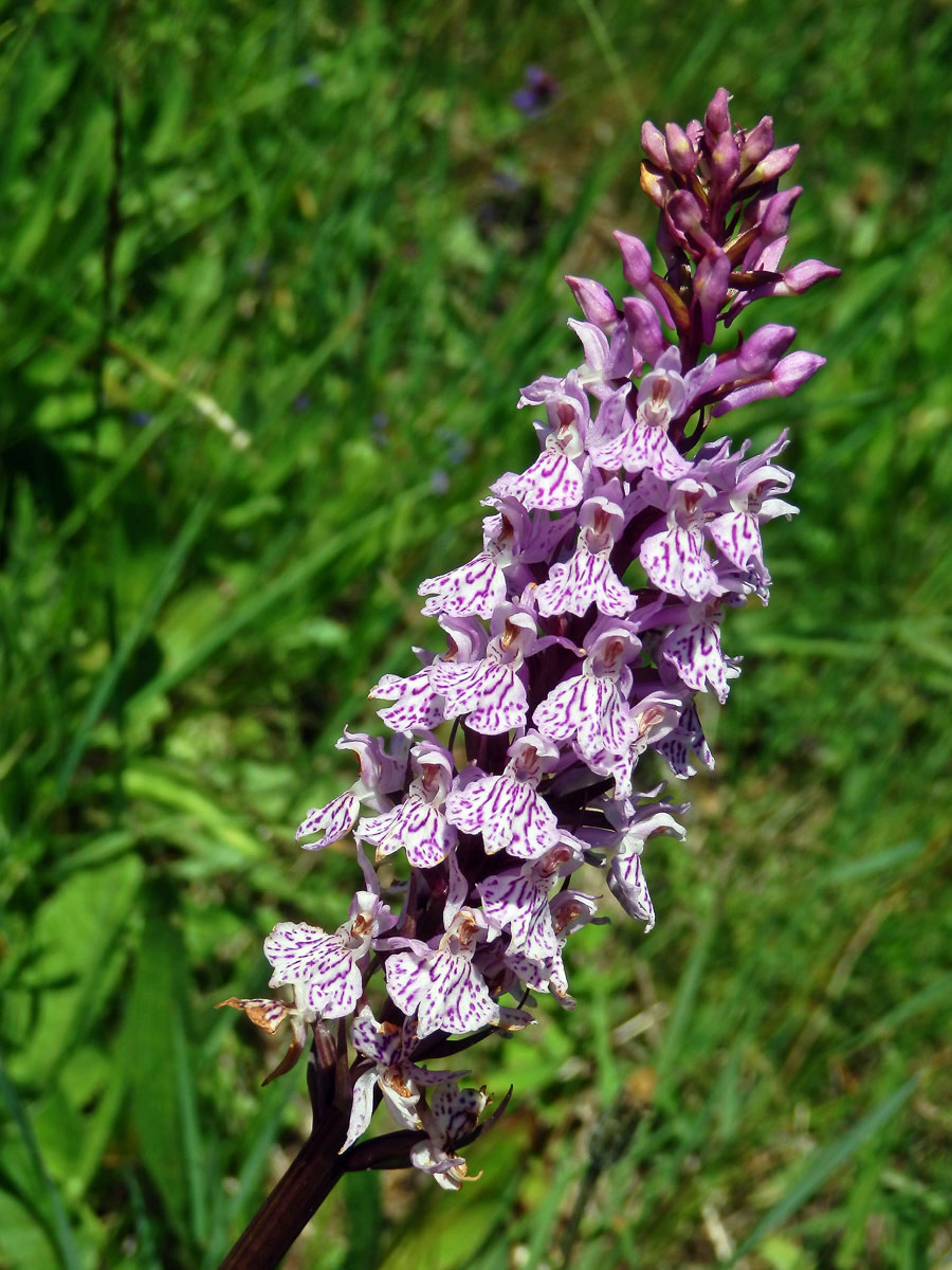 Prstnatec Fuchsův (Dactylorhiza fuchsii (Druce) Soó)