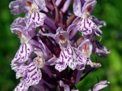 Prstnatec Fuchsův (Dactylorhiza fuchsii (Druce) Soó)