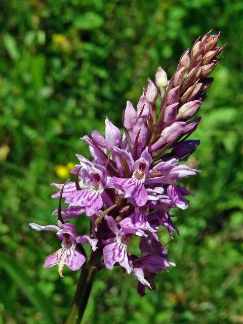 Prstnatec Fuchsův (Dactylorhiza fuchsii (Druce) Soó)