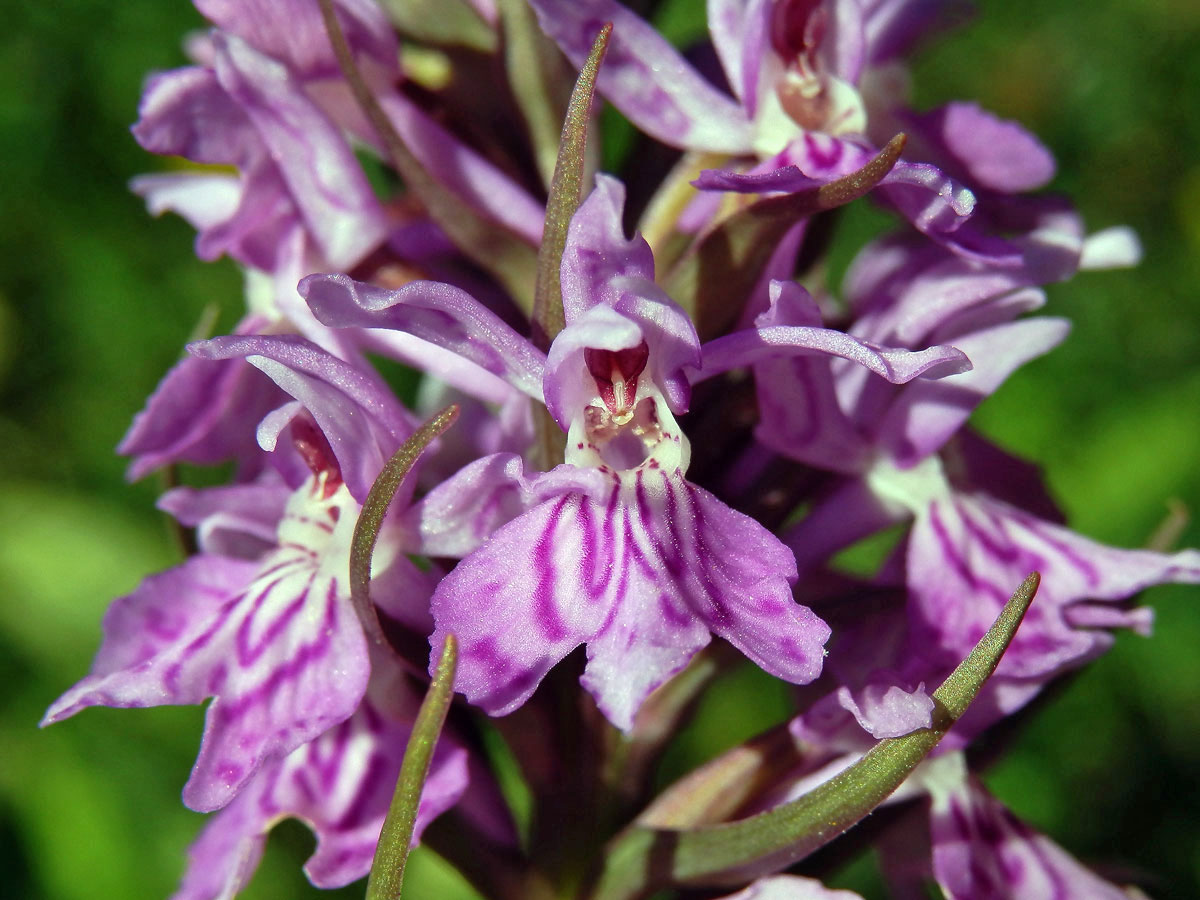 Prstnatec Fuchsův (Dactylorhiza fuchsii (Druce) Soó)