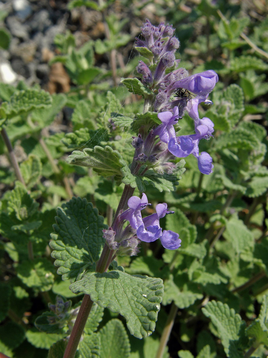 Šanta zkřížená (Nepeta faasenii Stearn)