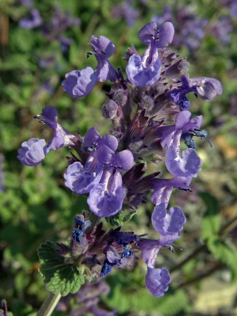 Šanta zkřížená (Nepeta faasenii Stearn)