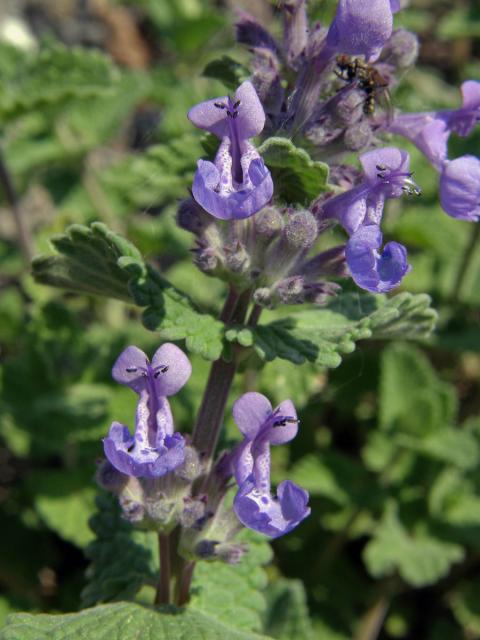 Šanta zkřížená (Nepeta faasenii Stearn)