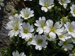 Rožec rolní žláznatý (Cerastium arvense L. subsp. glandulosum (Kit.) Soó)