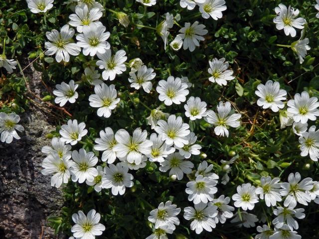 Rožec rolní žláznatý (Cerastium arvense L. subsp. glandulosum (Kit.) Soó)