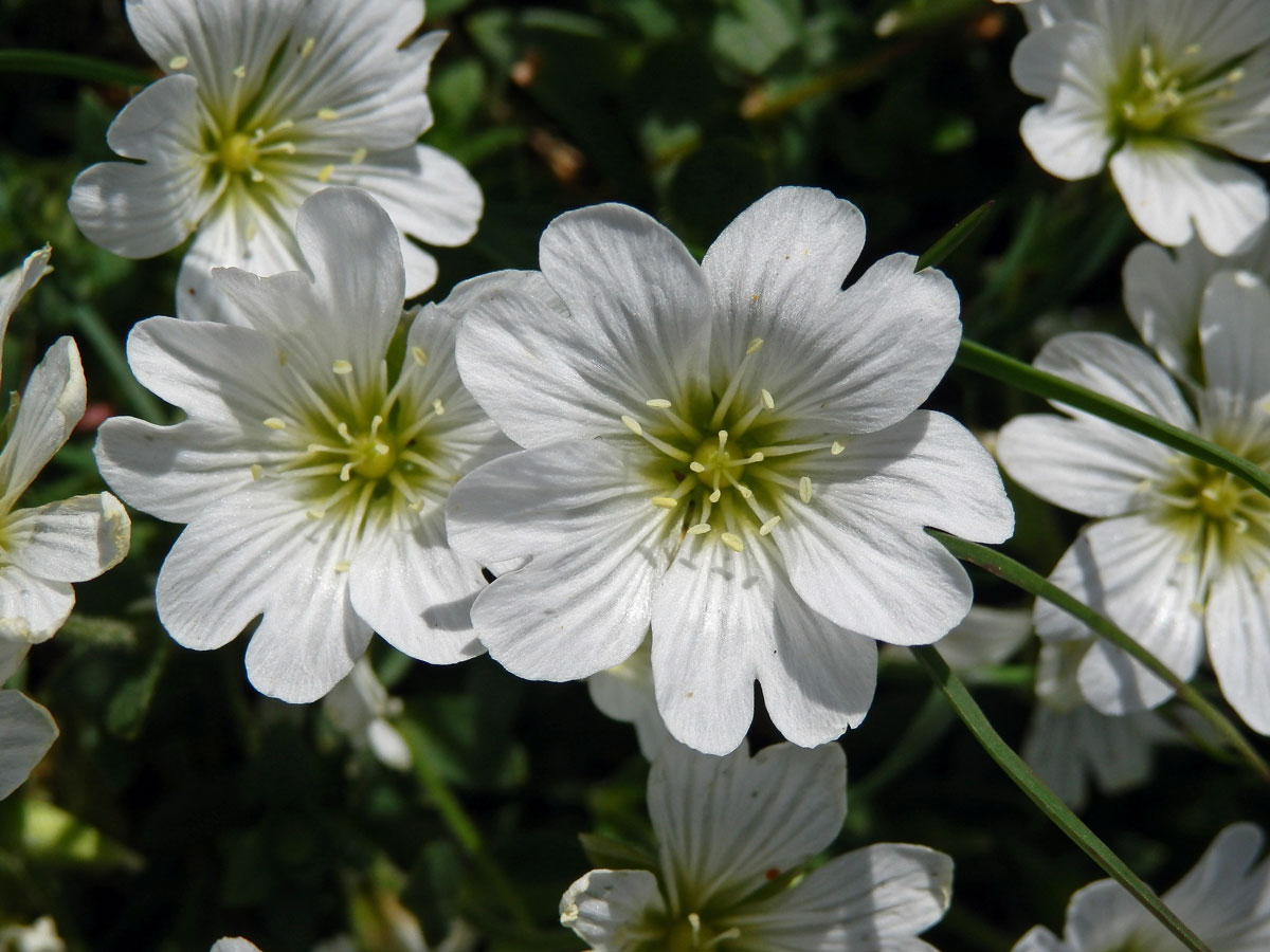 Rožec rolní žláznatý (Cerastium arvense L. subsp. glandulosum (Kit.) Soó)