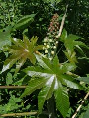 Skočec obecný (Ricinus communis L.)