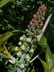 Skočec obecný (Ricinus communis L.)