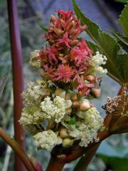 Skočec obecný (Ricinus communis L.)