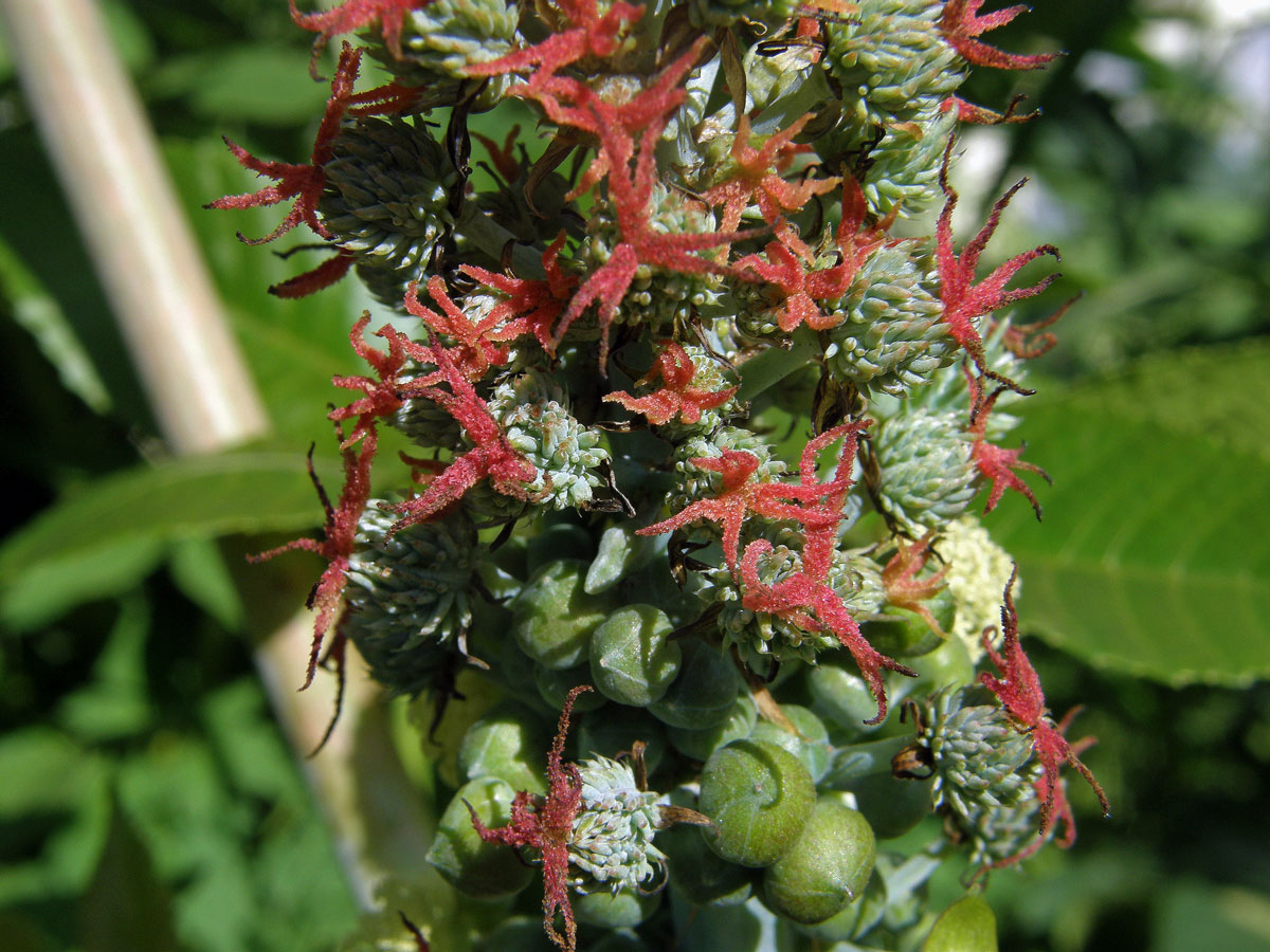 Skočec obecný (Ricinus communis L.)