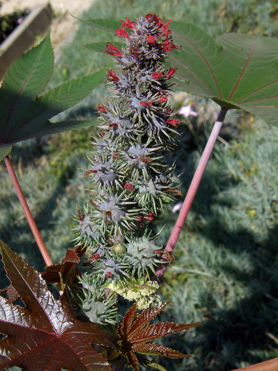 Skočec obecný (Ricinus communis L.)